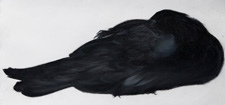 Small Crow