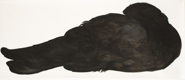 Large Crow