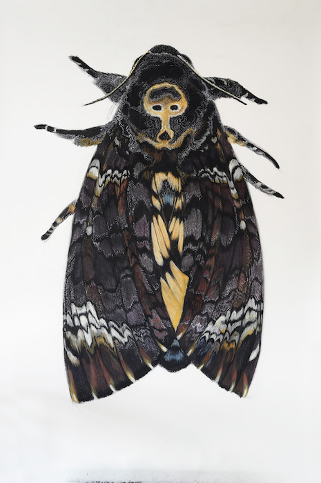 Deaths head hawk moth