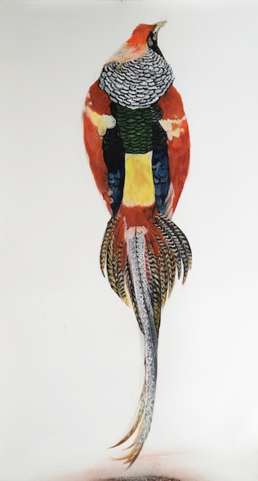 Fly tie pheasant (gold lady amherst)