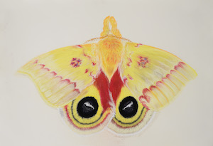 Garden tiger moth