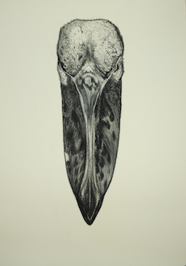 Shoebill skull