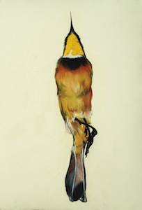Small Bee Eater