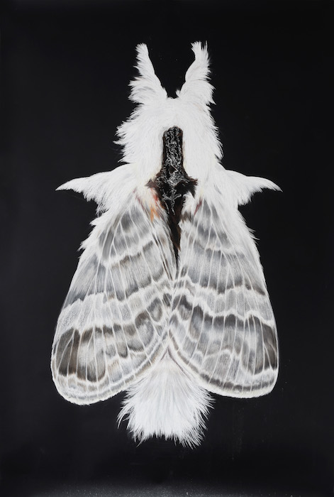 Tolype moth